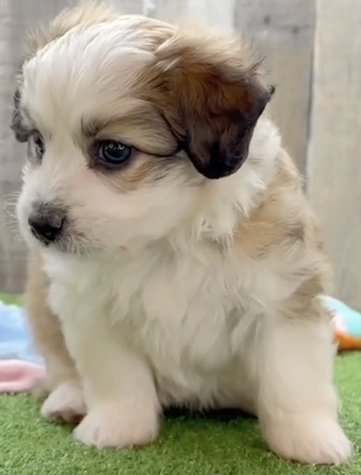 fluffy tricolor aussiechon sitting on the floor